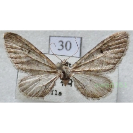 Eupithecia innotata (Hufnagel, 1767) Czech30